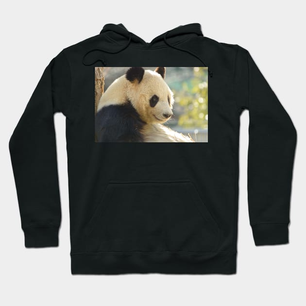 Giant Panda Hoodie by kawaii_shop